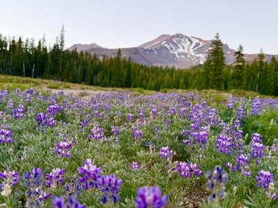 Mt. Shasta